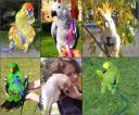 The Aviator Pet Bird Harness and Leash: Medium Purple