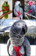 The Aviator Pet Bird Harness and Leash: Medium Purple