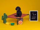 The Original Elevated Pet Bed by Coolaroo, Small, Terracotta