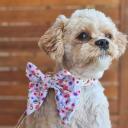 Think Pretty Thoughts - Bouquet Dog Collar | Pawfect Pals XXL