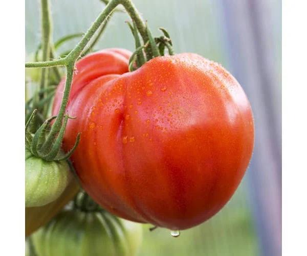 Tomato - Giant Syrian seeds