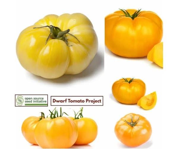 Tomato - Summertime Gold seeds