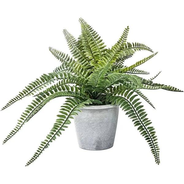 Fern in Melamine Pot