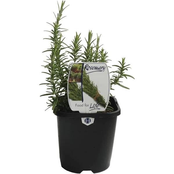 125mm Rosemary - Rosemarinus Officinalis - Food for Life Range