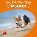 Zesty Paws New Zealand Green Lipped Mussel Chewable Treats For Dogs -