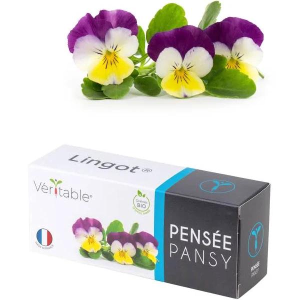 Veritable - Pansy Lingot