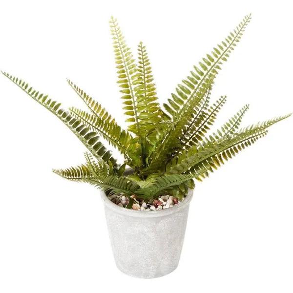 Cooper & Co. Boston Fern Green 30 cm