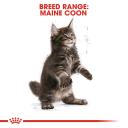 Royal Canin Dry Cat Food Maine Coon Kitten 2kg