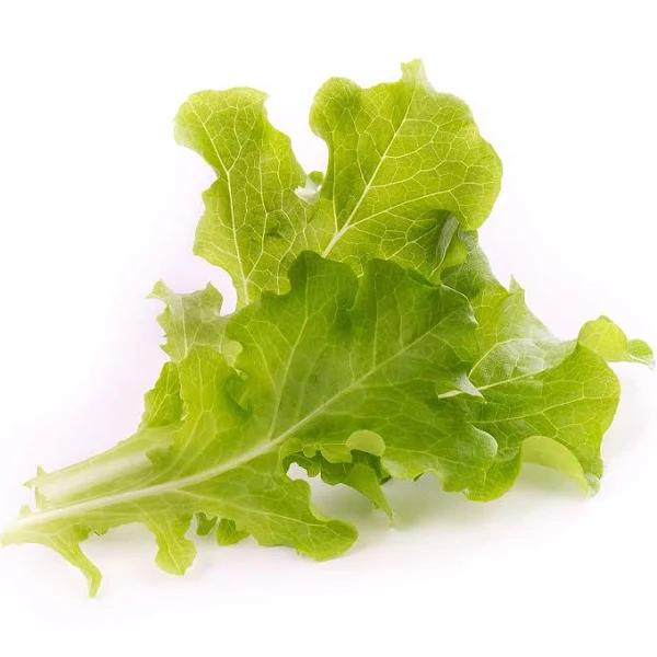 Veritable Oakleaf Lettuce Lingot