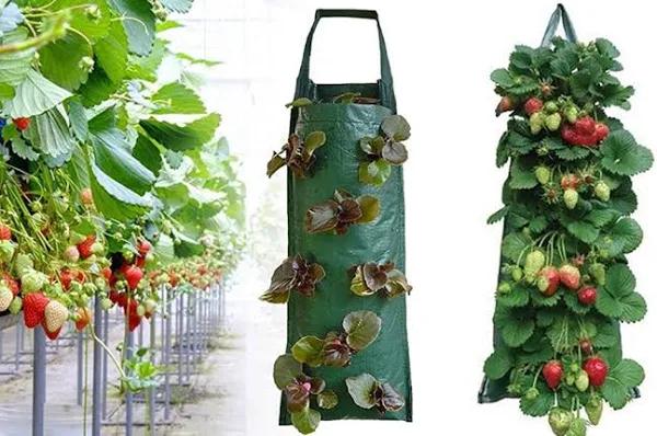 2pack PE Hanging Strawberry Bag - AfterPay & zipPay Available