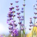 Lavender Pure Essential Oil