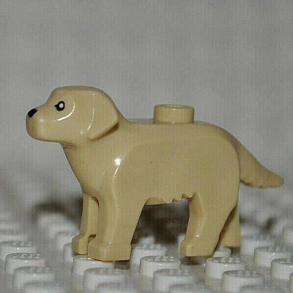 Lego - Golden Retriever / Labrador - Dog