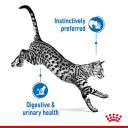 Royal Canin Indoor Gravy Wet Cat Food - 85g