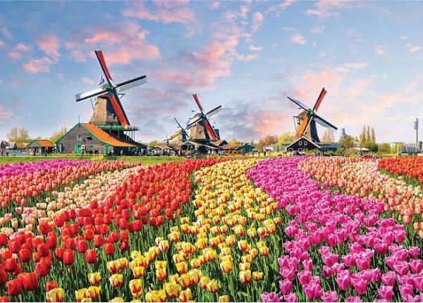 Windmills and Tulips 1000 Piece Jigsaw Puzzle