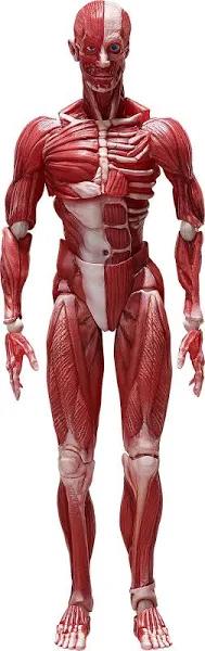 Human Anatomical Model - Figma Figure