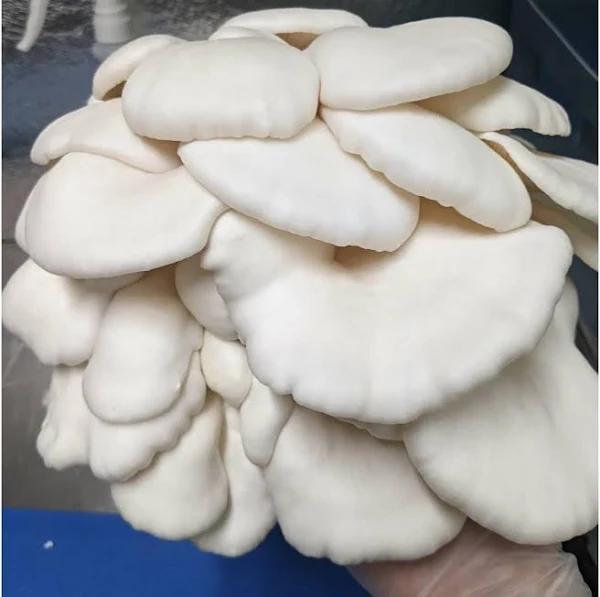 Winter White Oyster Mushroom Grow Kit - AfterPay & zipPay Available