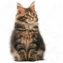 Royal Canin Maine Coon Kitten 4 kg