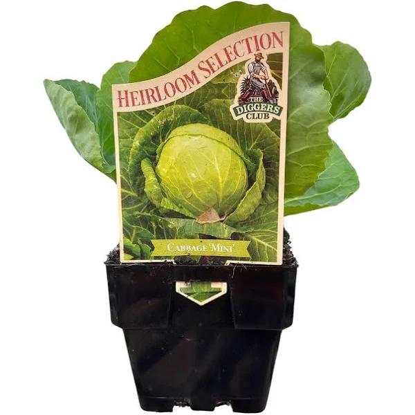 The Diggers Club 100mm Cabbage Mini - Brassica Oleracea