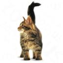 Royal Canin Maine Coon Kitten 4 kg