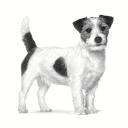 Royal Canin Senior Consult Mature Small Dog 1.5 kg