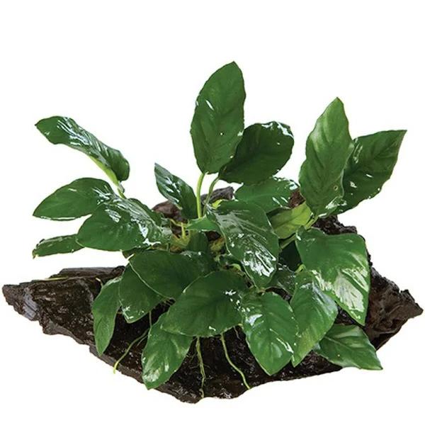 Anubias On Driftwood Large Assorted