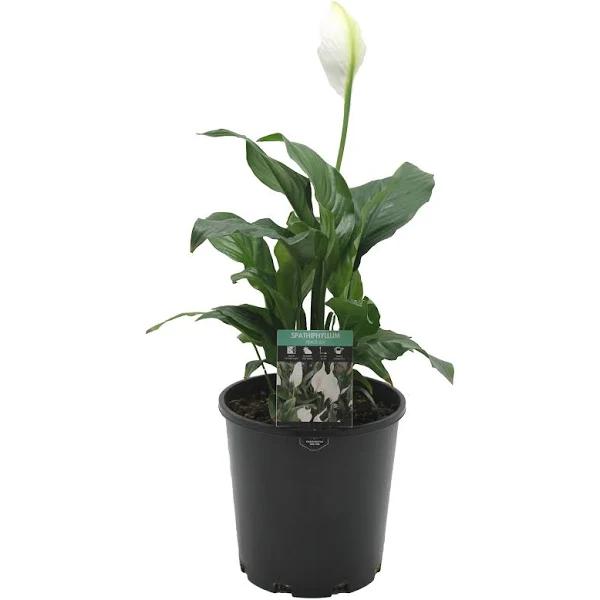 Floriana 175mm Peace Lily - Spathiphyllum Hybrid