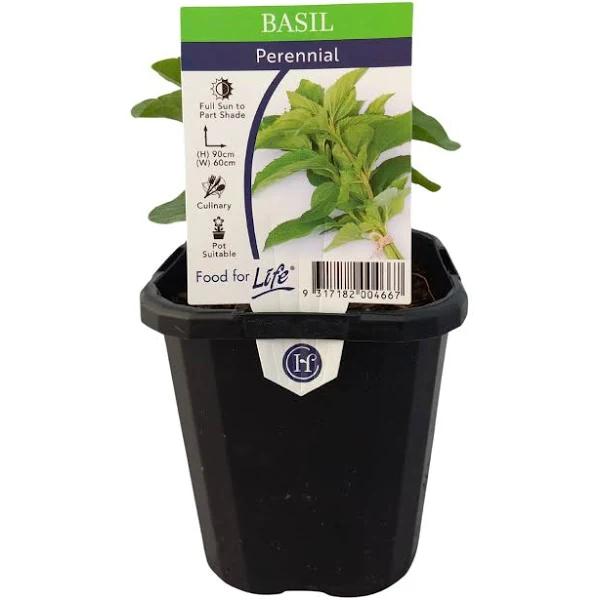 Food for Life 95mm Basil Perennial - Mentha Rotundifolia