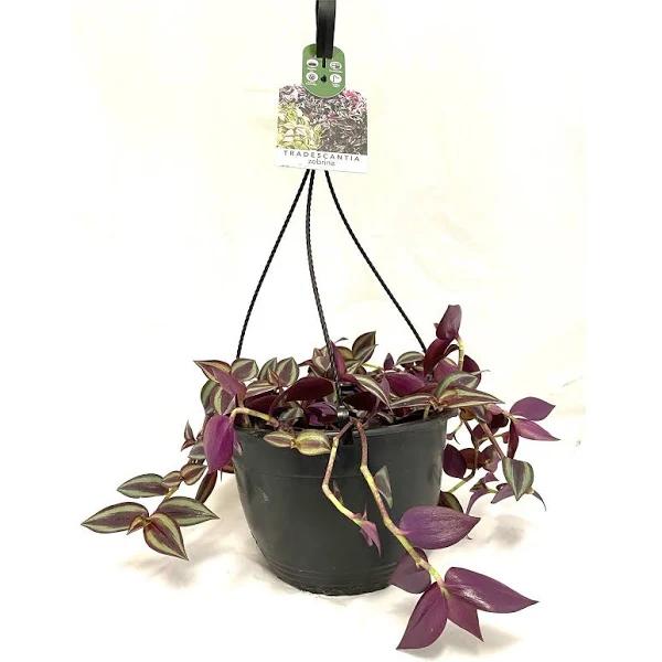 200mm Tradescantia Zebrina - Basket Jewels Range