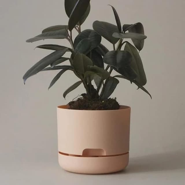 Mr. Kitly x Décor Self Watering Plant Pot 250mm Pale Apricot