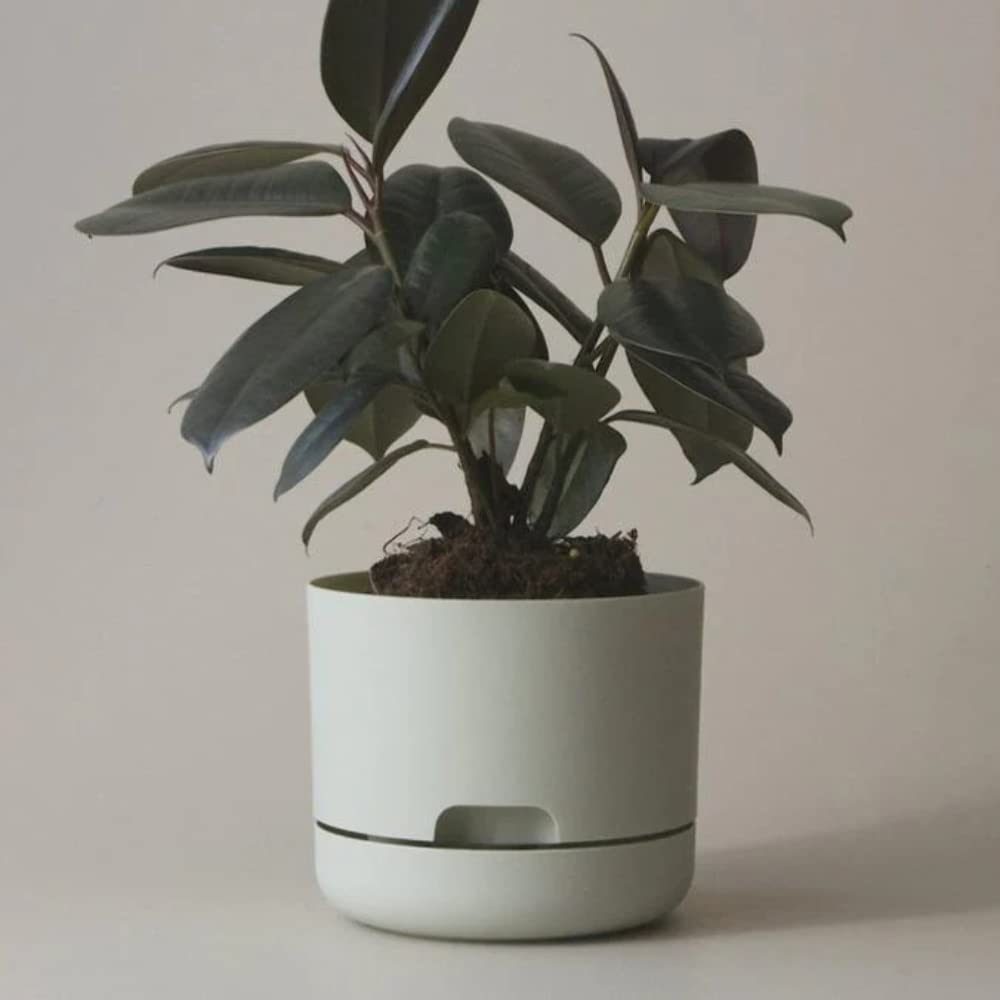 Mr. Kitly x Décor Self Watering Plant Pot 250mm Fog
