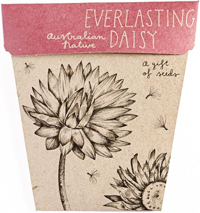 Sow 'n Sow - Gift of Seeds Everlasting Daisy