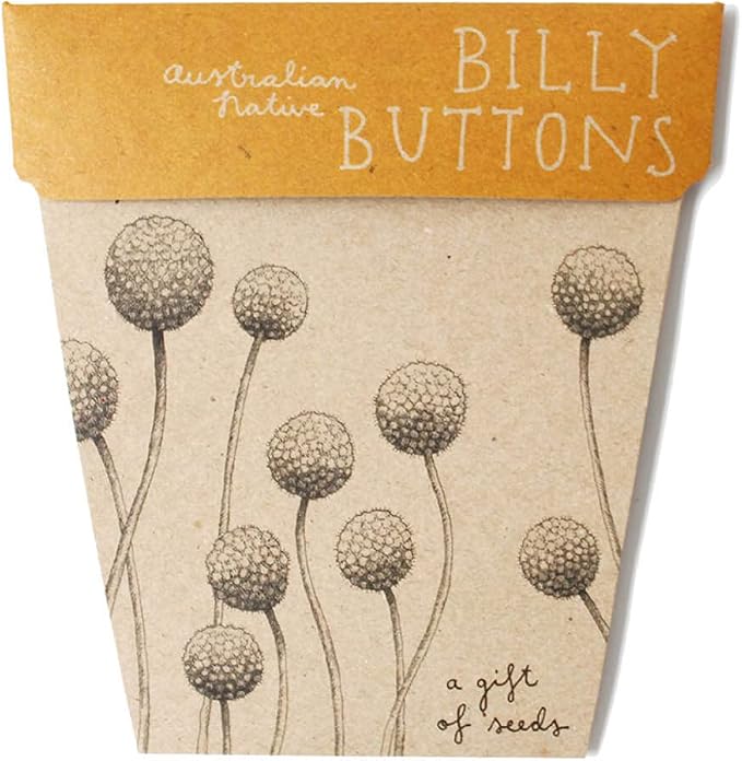 Sow 'n Sow - Gift of Seeds Billy Buttons