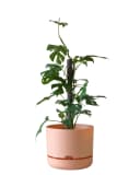 Mr Kitly Self Watering Pot 300mm 300mm / Pale Apricot