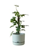 Mr Kitly Self Watering Pot 300mm 300mm / Pale Apricot
